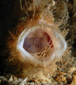 ...open up and say Aaaaaaaaaahhhhh!
Juvenile Striated Fr... by Suzan Meldonian 